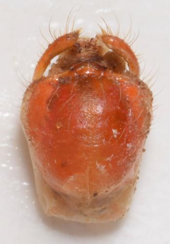 Rhynocoris sp.